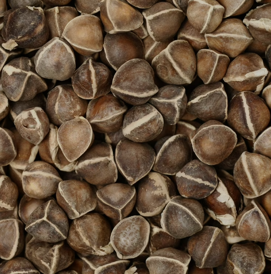 moringa seeds